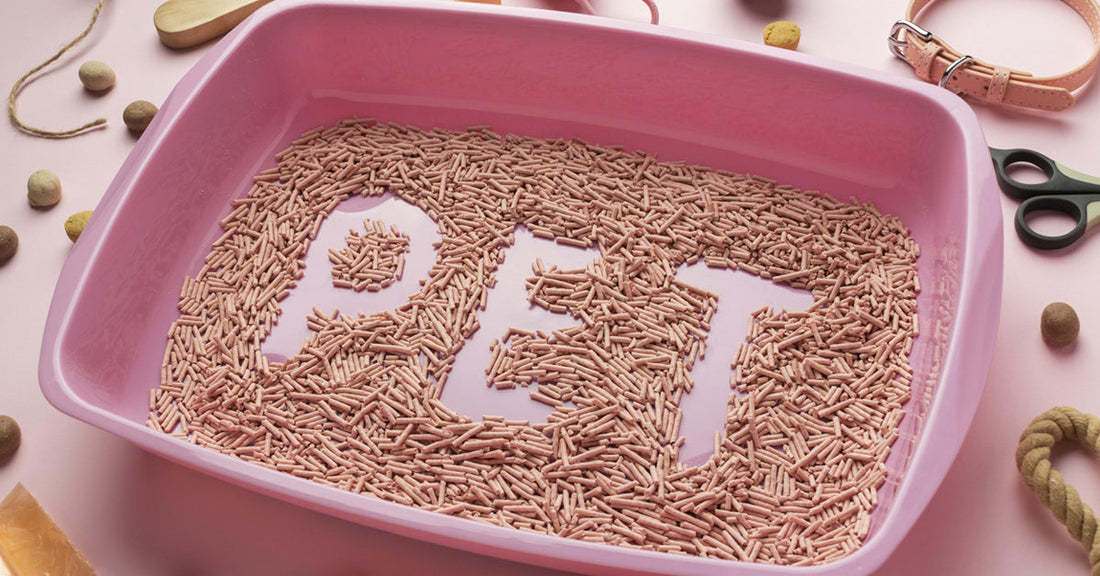 Cat Litter Boxes, How to Choose the Best for a Fresh-Smelling Home!