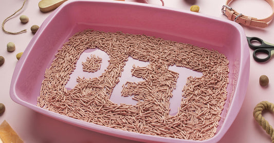 Cat Litter Boxes, How to Choose the Best for a Fresh-Smelling Home!