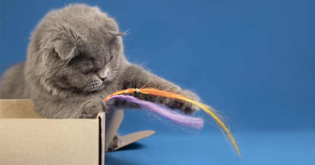 5 Awesome Toys That Will Drive Your Cat Crazy