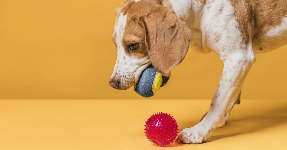 Interactive Games for Dogs, Boost Their Energy, Save Yours!