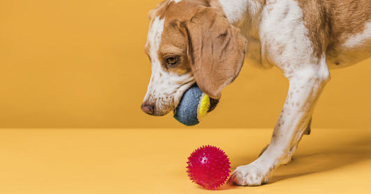 Interactive Games for Dogs, Boost Their Energy, Save Yours!