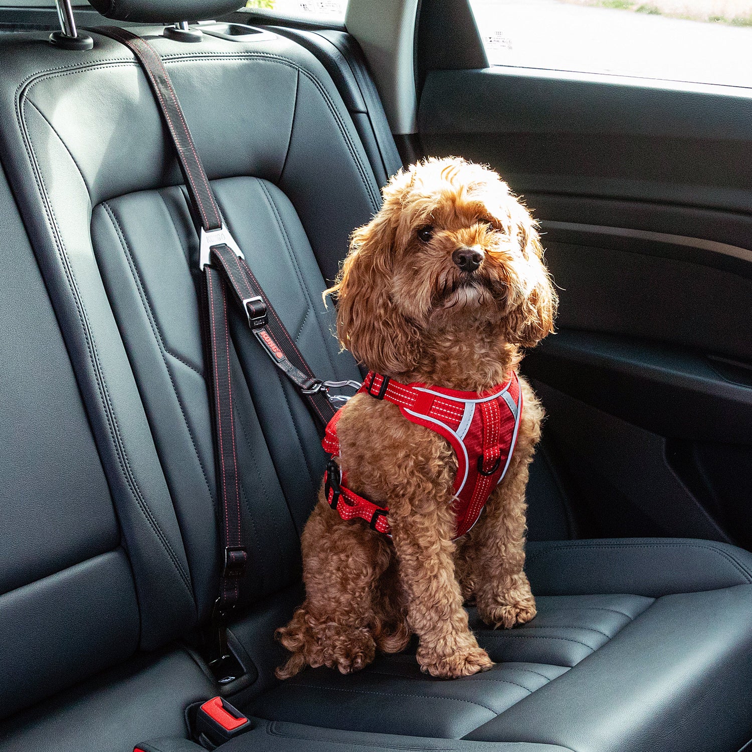 Pet Seat Belts